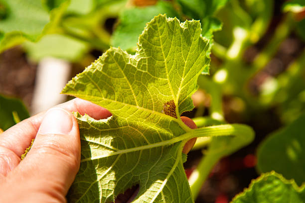 A person inspects lush green squash leaves for pests in a thriving vegetable garden filled with healthy plants under a bright sun. On the back of the leaf is squash bug eggs.