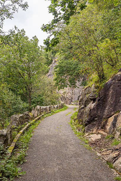 istock Scenic walking path through lush greenery in Norway during summer month 2215459543