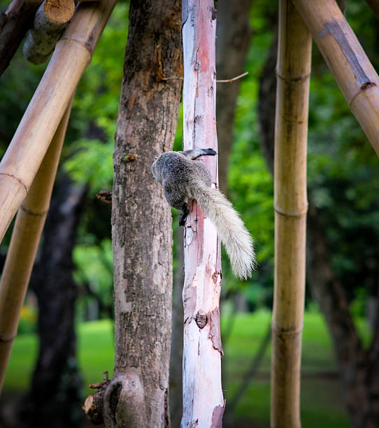 A squirrel in Queen Sirikit Park Bangkok Thailand.