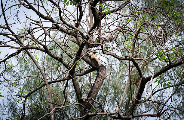 istock A squirrel in Queen Sirikit Park Bangkok Thailand. 2215459748