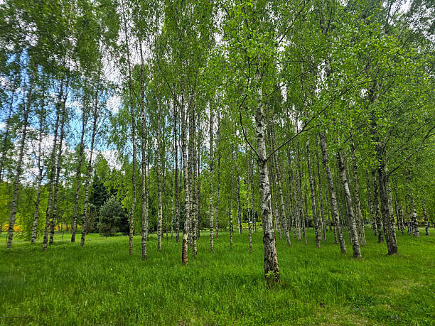 istock Sunlit Birches of Botanical Garden Where Nature Meets Science 2215461304