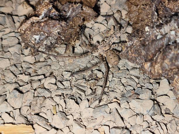 istock Heteropoda venatoria ( Huntsman spider) 2215463431