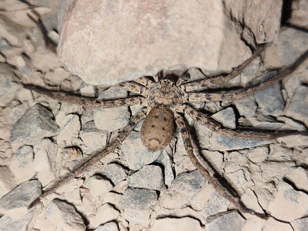istock Heteropoda venatoria ( Huntsman spider) 2215463484