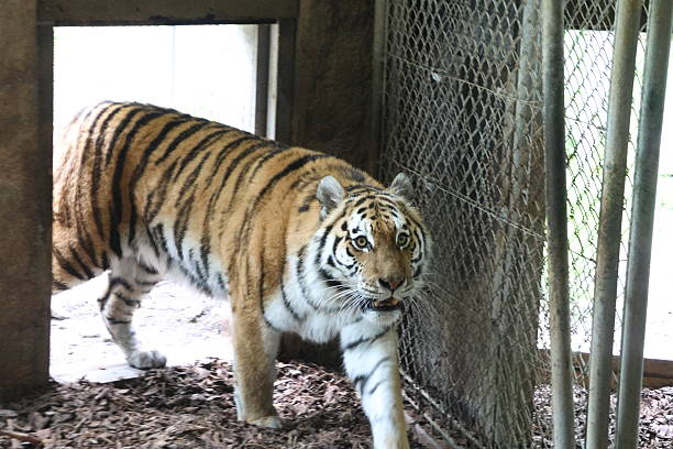 istock Siberian tiger portrait 2215463498