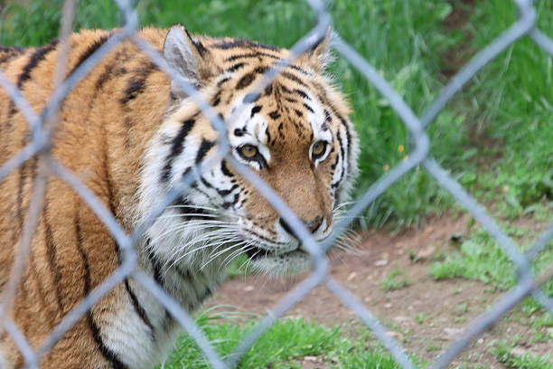 Tiger in a zoo