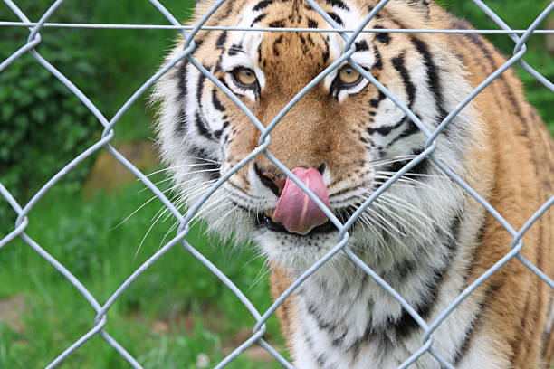 A captive tiger (Panthera tigris) sitting on the grass and scratching itself with its paw inside an enclosure.