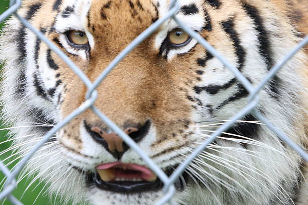 istock Siberian tiger portrait 2215463858