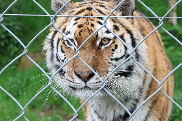 istock Siberian tiger portrait 2215463879