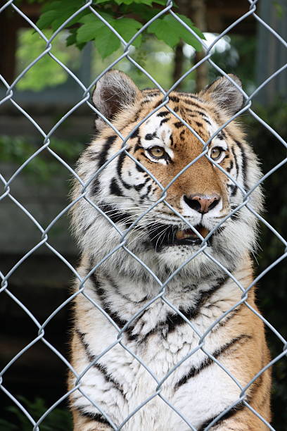 istock Siberian tiger portrait 2215464099