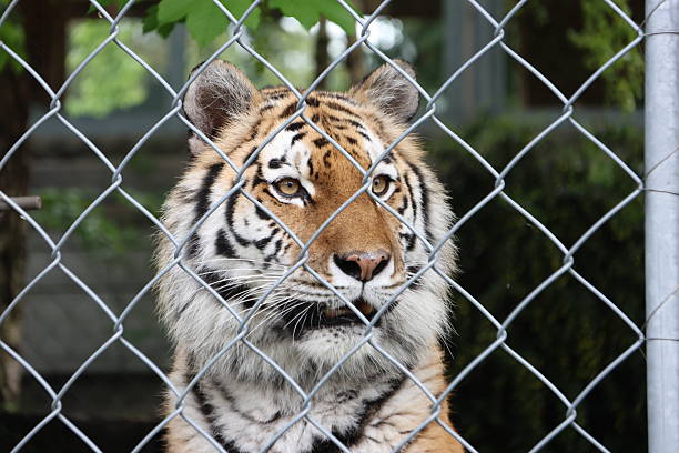 istock Siberian tiger portrait 2215464206