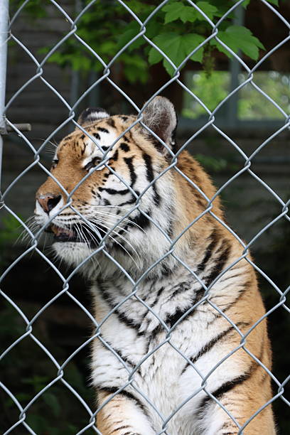 istock Siberian tiger portrait 2215464232