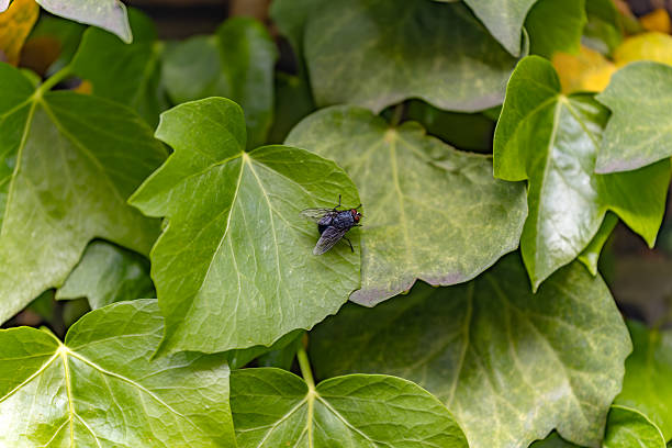 Madrid. Spain. Close-up of a housefly resting on a vibrant green ivy leaf, showcasing the intricate details of the fly and the lush foliage of its natural habitat
