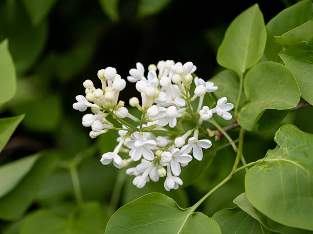 istock branch of blooming white lilac, close-up 2215466338