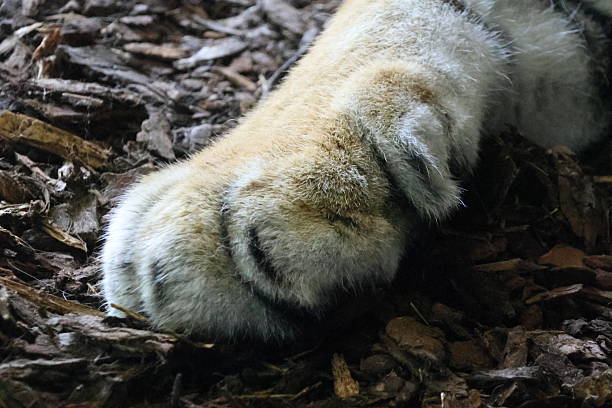 Under the feet of the Asian tigers.