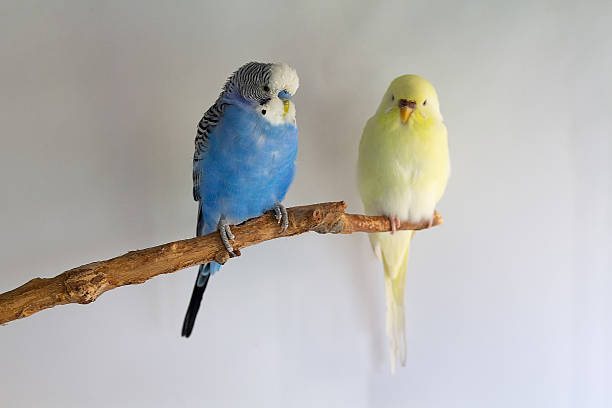 istock Two budgerigar parakeets perched together on a branch against a white background 2215474146