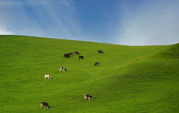 istock Grazing cows on a vibrant green hillside under a clear blue sky. Peaceful rural landscape symbolizing farming, sustainability, and natural agriculture in the countryside 2215475209