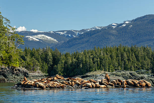 Stellar Sea Lions in Knight Inlet Canada