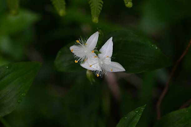 istock Wandering jew ( Tradescantia fluminensis ) flowers. 2215479291