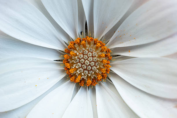 Macro image of a vibrantly white daisy