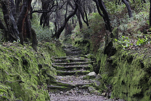 istock hiking path with stairs made from tree roots at the edges 2215484020