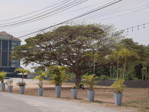 A vibrant, thriving tree accompanied by wonderfully decorative potted plants greatly enhances the roadside scenery