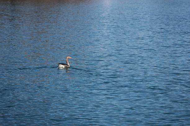 Duck is swimming in a lake. The water is calm and blue. The duck is the main focus of the image