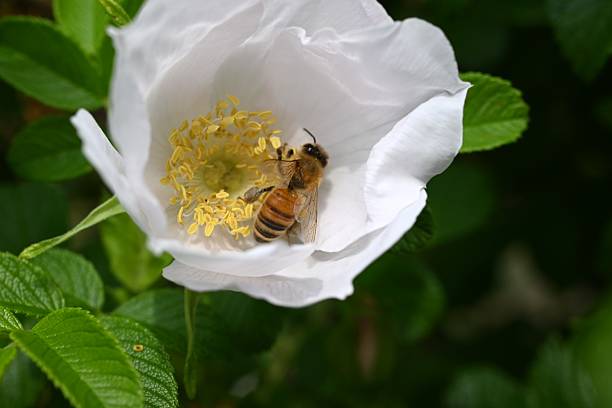 istock Rosa rugosa flowers.rosaceae deciduous shrub. 2215486569