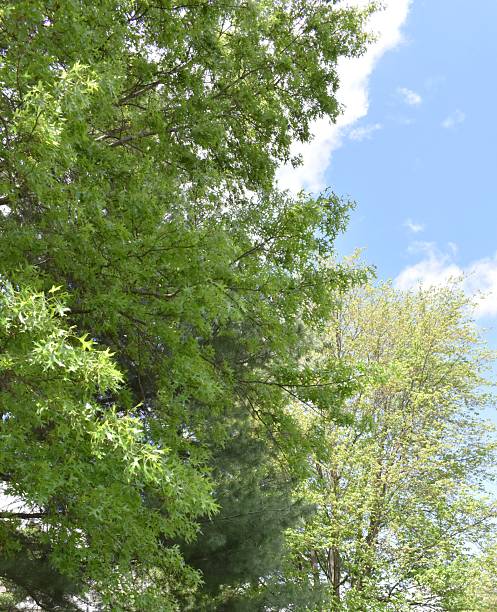 istock Trio of Trees 2215487145