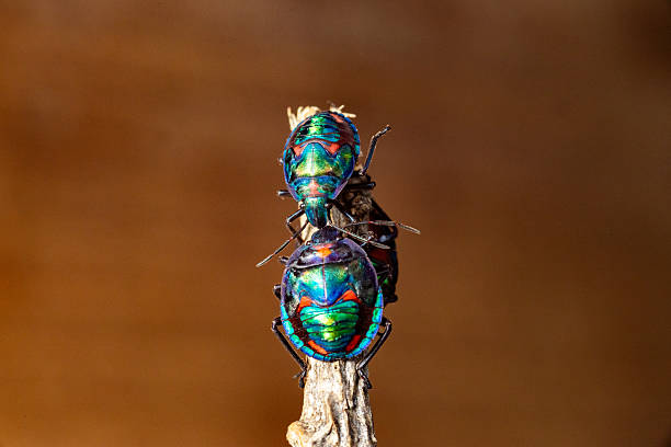 This striking macro photo captures several cotton harlequin beetles (Tectocoris diophthalmus) adult with a patterned shell resting on a stick.