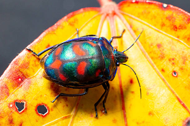 istock A multicoloured cotton harlequin beetle with a bright carapace clambers over a bright autumn orange leaf 2215487532