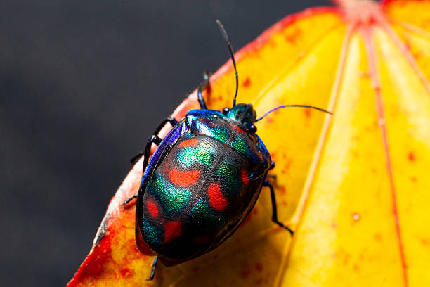 istock A multicoloured cotton harlequin beetle with a bright carapace clambers over a bright autumn orange leaf 2215487535