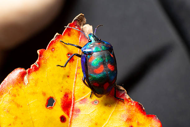 istock A multicoloured cotton harlequin beetle with a bright carapace clambers over a bright autumn orange leaf 2215487537