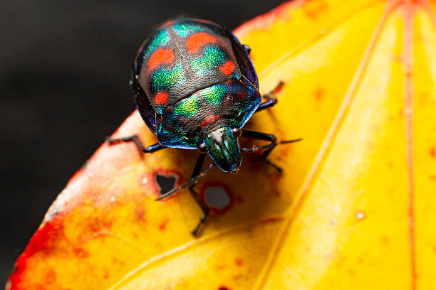 istock A multicoloured cotton harlequin beetle with a bright carapace clambers over a bright autumn orange leaf 2215487538