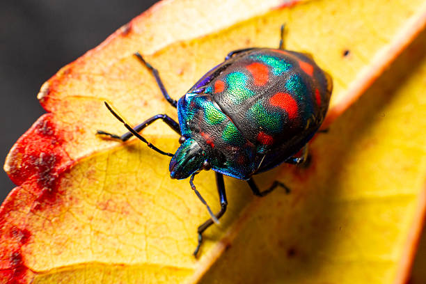 istock A multicoloured cotton harlequin beetle with a bright carapace clambers over a bright autumn orange leaf 2215487541