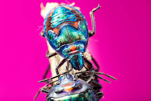 This striking macro photo captures several cotton harlequin beetles (Tectocoris diophthalmus) adult with a patterned shell resting on a stick.