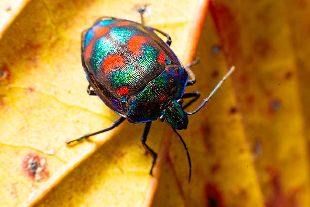 istock A multicoloured cotton harlequin beetle with a bright carapace clambers over a bright autumn orange leaf 2215487546