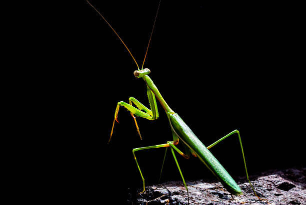 This macro photograph presents a praying mantis in vivid detail, its textured limbs, spiked forelegs, and triangular head sharply defined. Set against a clean, neutral background