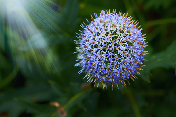 Close-up of a striking blue Echinops ritro (globe thistle) flower head with delicate petal structure and intricate details, gently illuminated by sunlight in a lush green background. Nature captures at its finest.