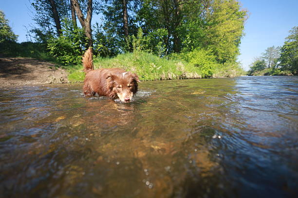Brown dog is swimming in a river. The dog is wet and he is enjoying the water