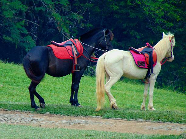 Horses for Equestrianism
