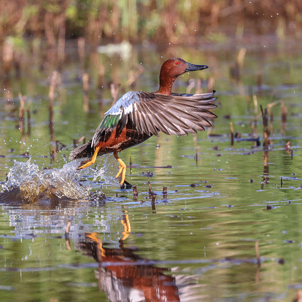 Cinnamon Teal took off water, Richmond, BC, Canada