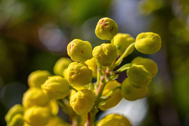 Mahonia flowers in a garden