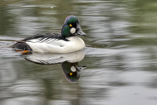 istock Common Goldeneye swimming in open water 2215490091