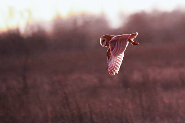 barn owl flying in Boundary Bay Beach, Delta, BC, Canada