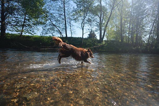 istock Dog is running in a river with water splashing around it 2215490242