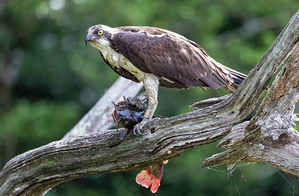 istock Osprey Holding Catfish Prey in Talon 2215493330