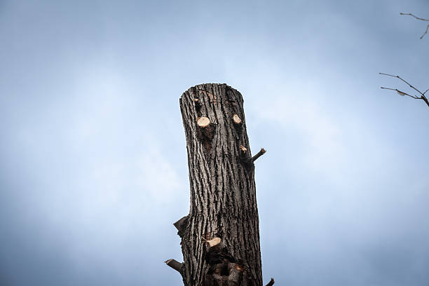 A freshly pollarded tree trunk rises alone against a pale overcast sky; severed branches and raw stubs reveal recent cutting, evoking themes of urban tree management, loss and environmental change.