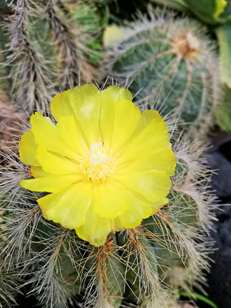 istock Close up yellow cactus flower with bokeh background 2215494626