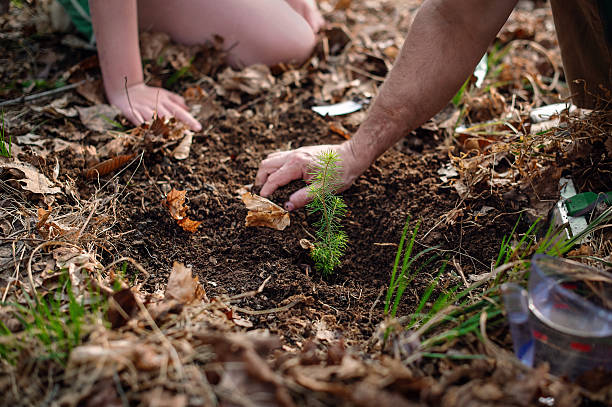 istock Planting small pine seedling. Parent and child hands working with sapling in forest soil. 2215495465