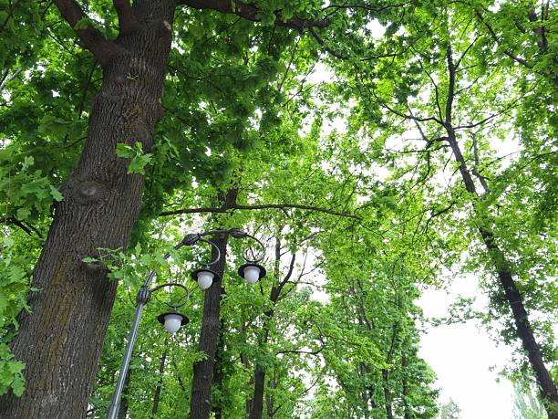 istock Tall oak trees in the park 2215495496